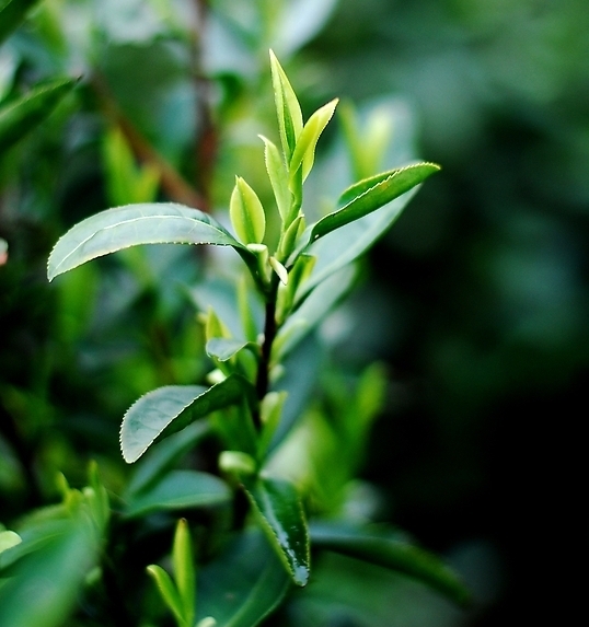 tea plant growing